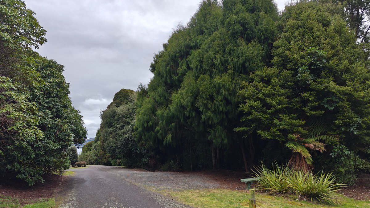The reserve road running out between tall hedges.