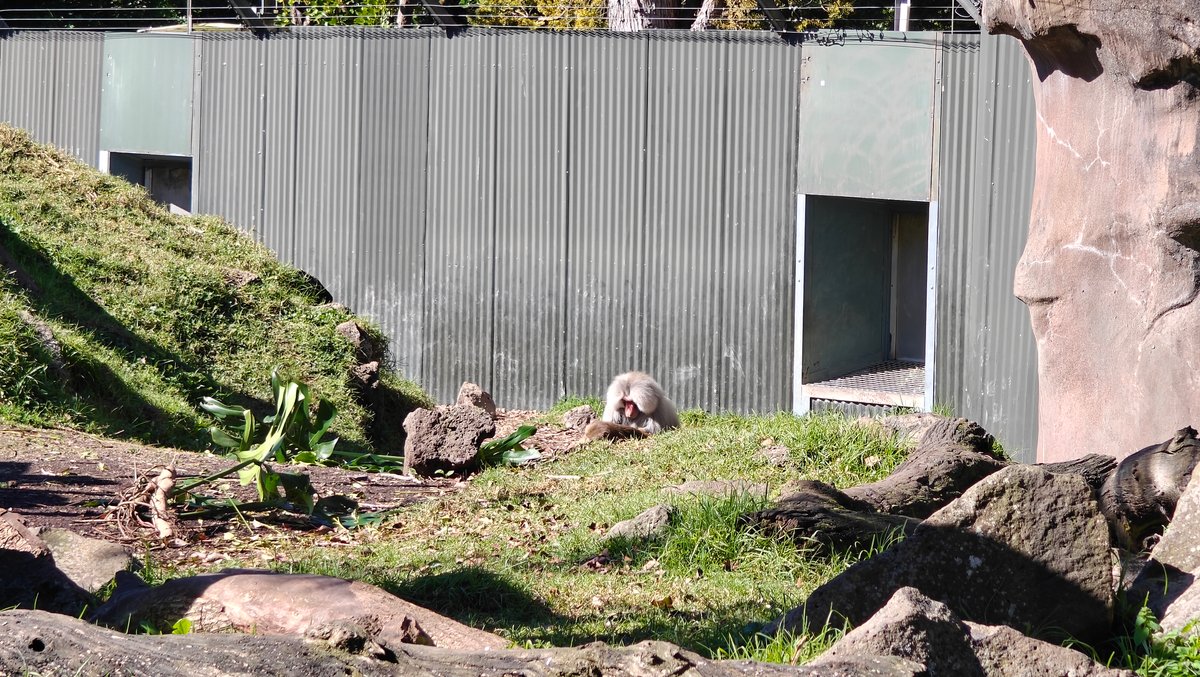 The rhino enclosure with its concrete shelter set