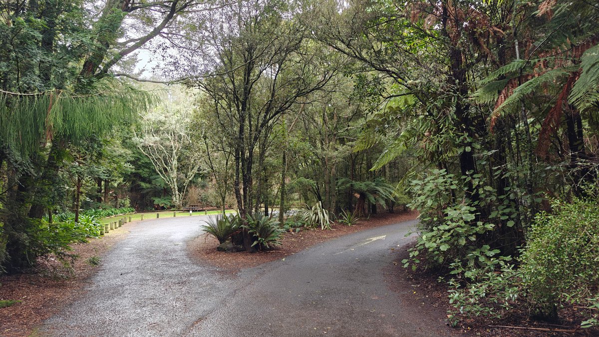 The road curving away through the bush.