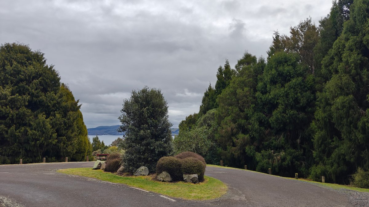 The road with clipped shrubs along the verge