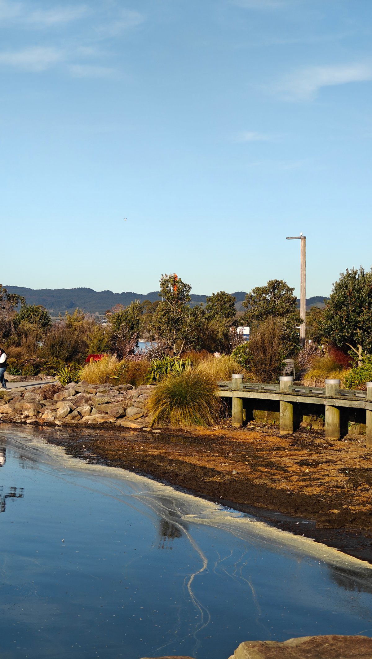 The rocky shore with planting and a lamp