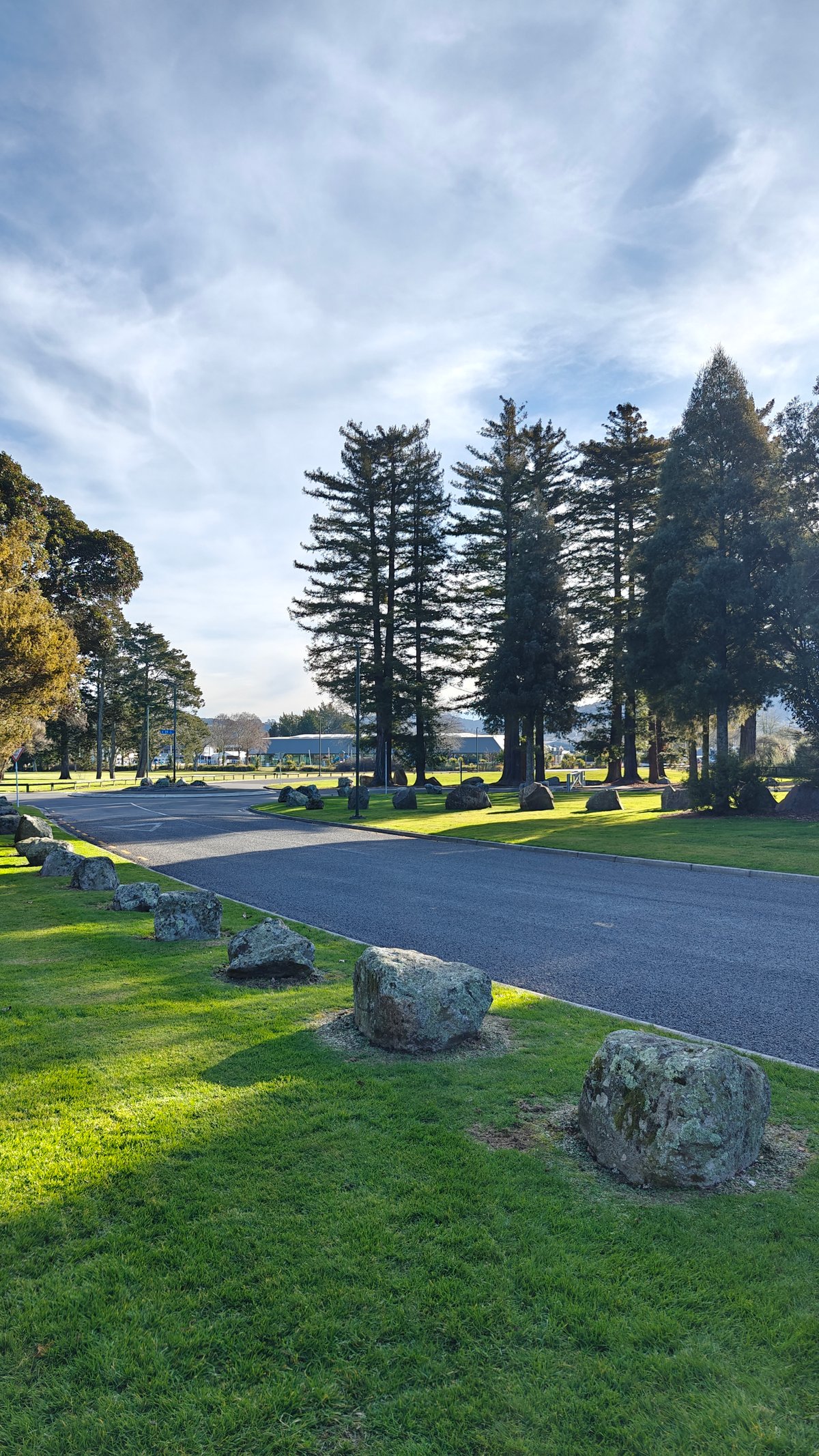 The same road and conifers looking down its