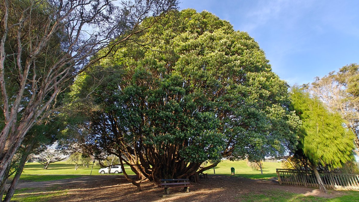 The same tree with the lawn and car