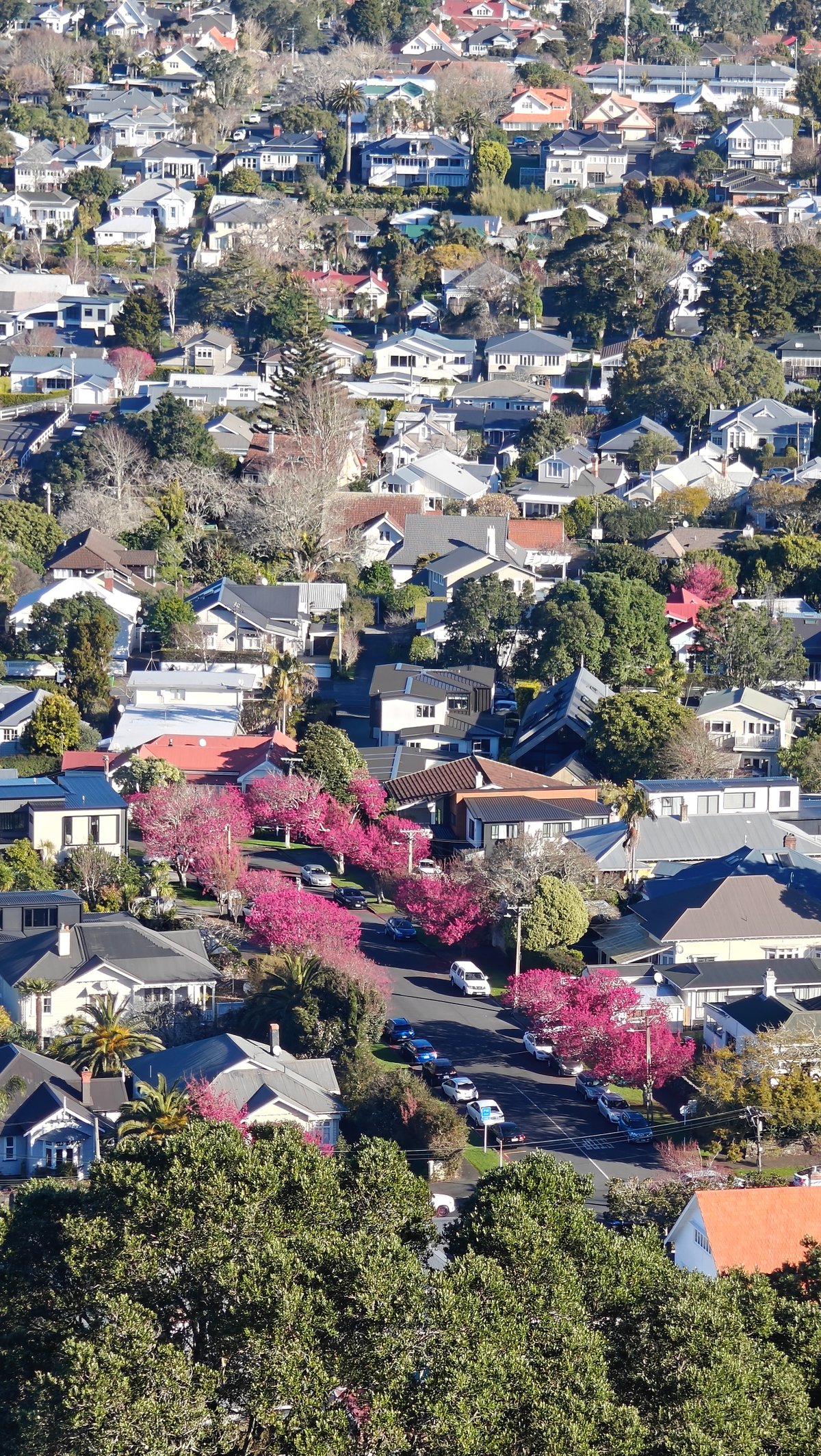 The streets below with a tree in pink