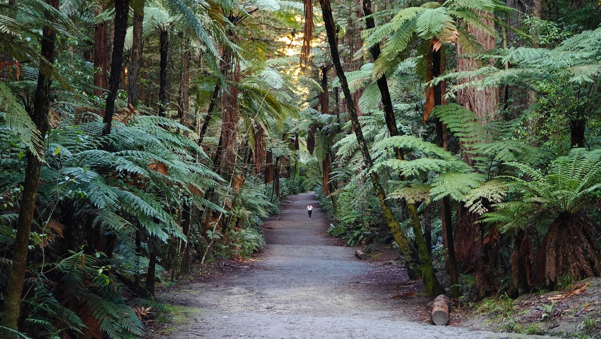 The track curving away through the ferns.