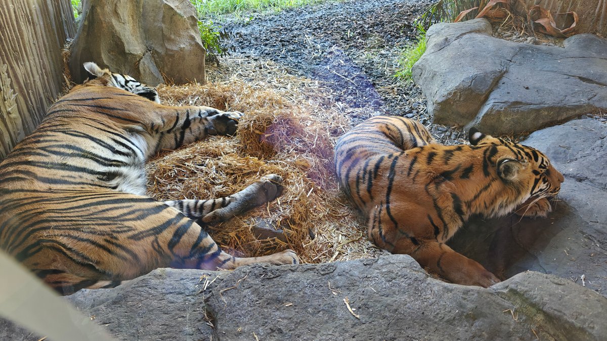 The two tigers side by side on the