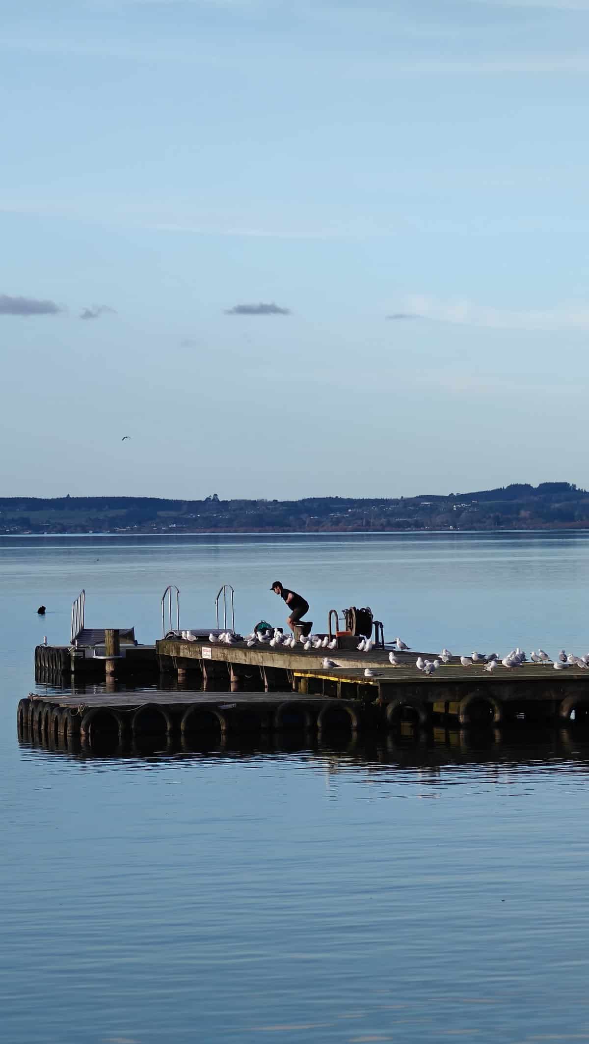 The wharf with birds settled along its rails.