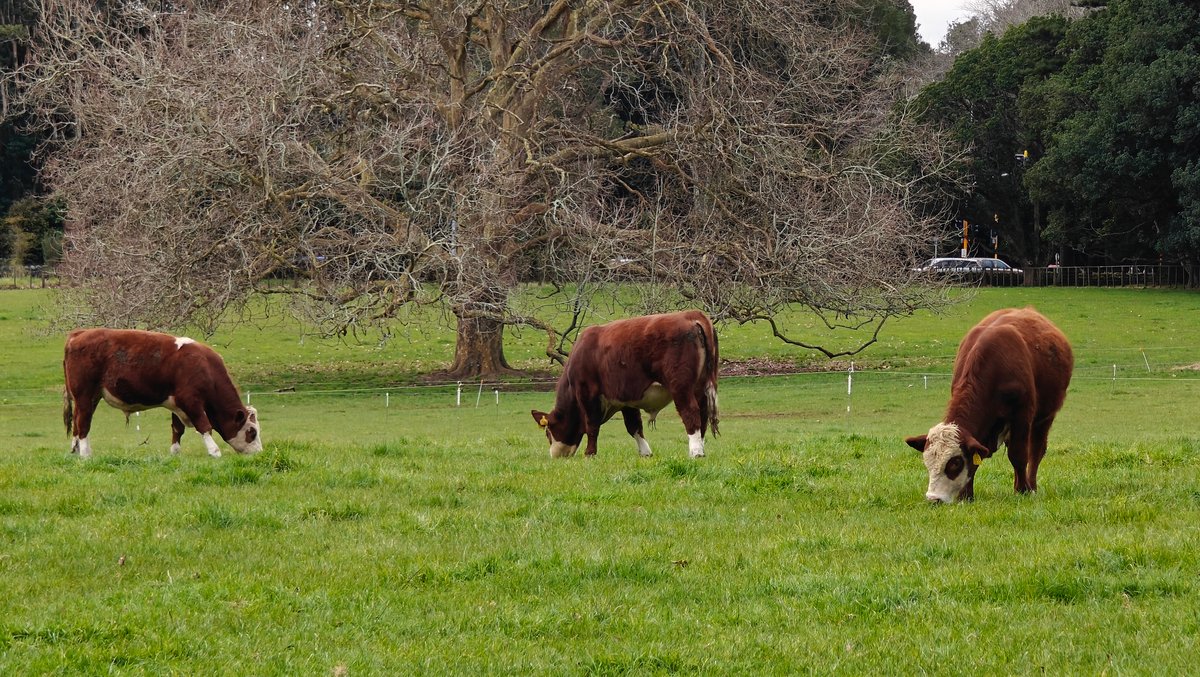Three Herefords under bare tree