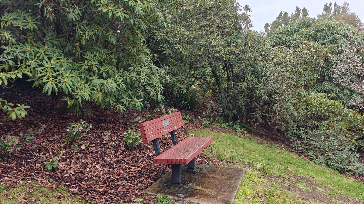 Timber bench beneath flowering shrubs