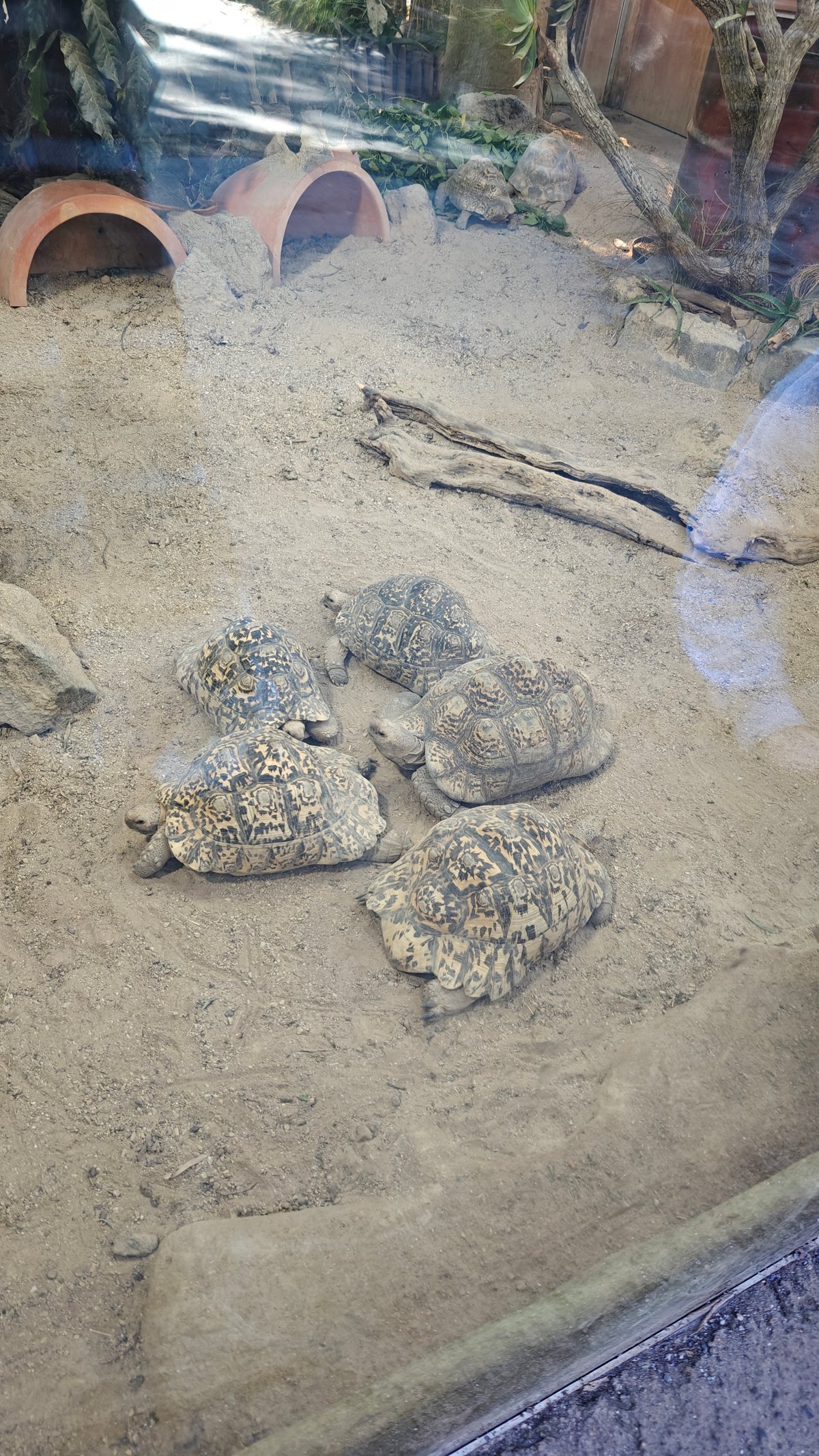 Tortoises in their enclosure seen through the viewing