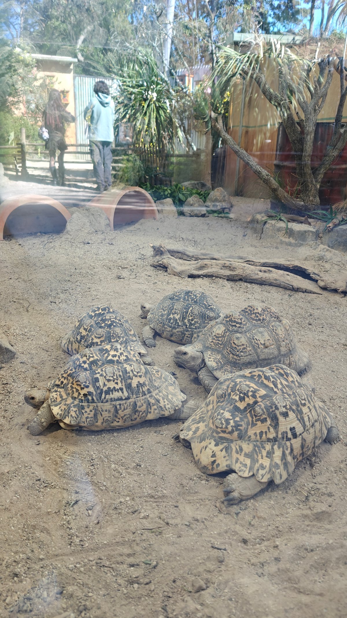 Tortoises resting on the sand in the enclosure.