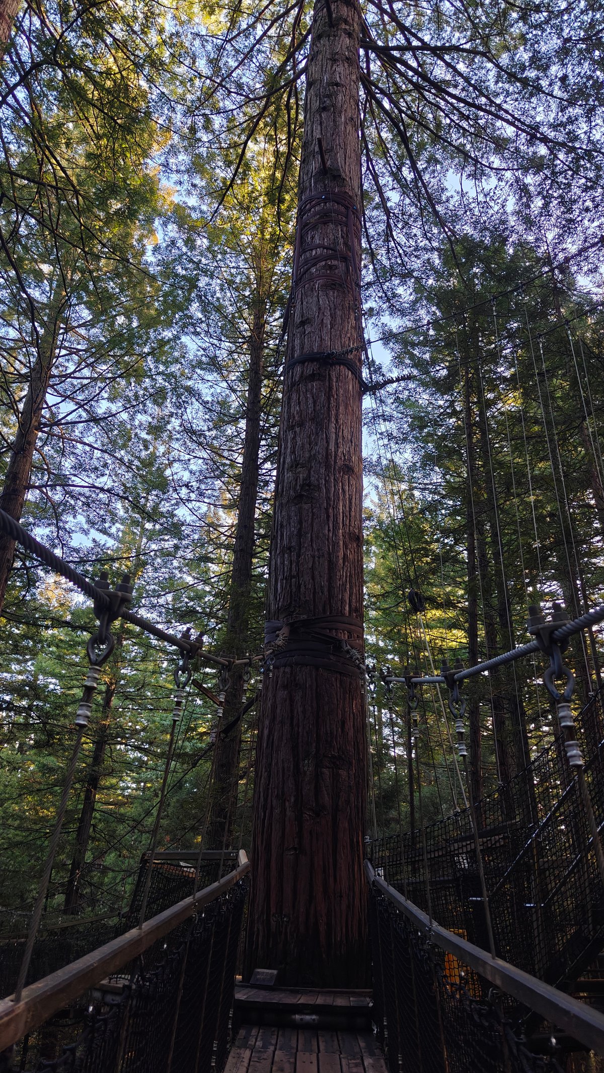 Towering redwood from the deck