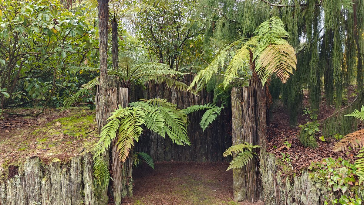 Tree ferns against timber palisade