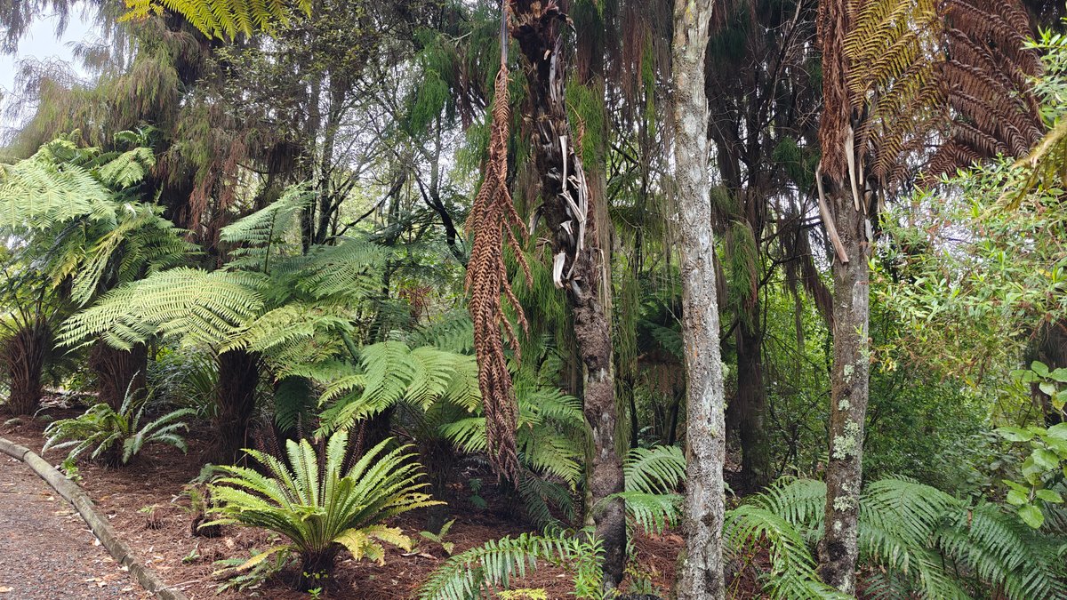 Tree ferns and palms in the bush garden.