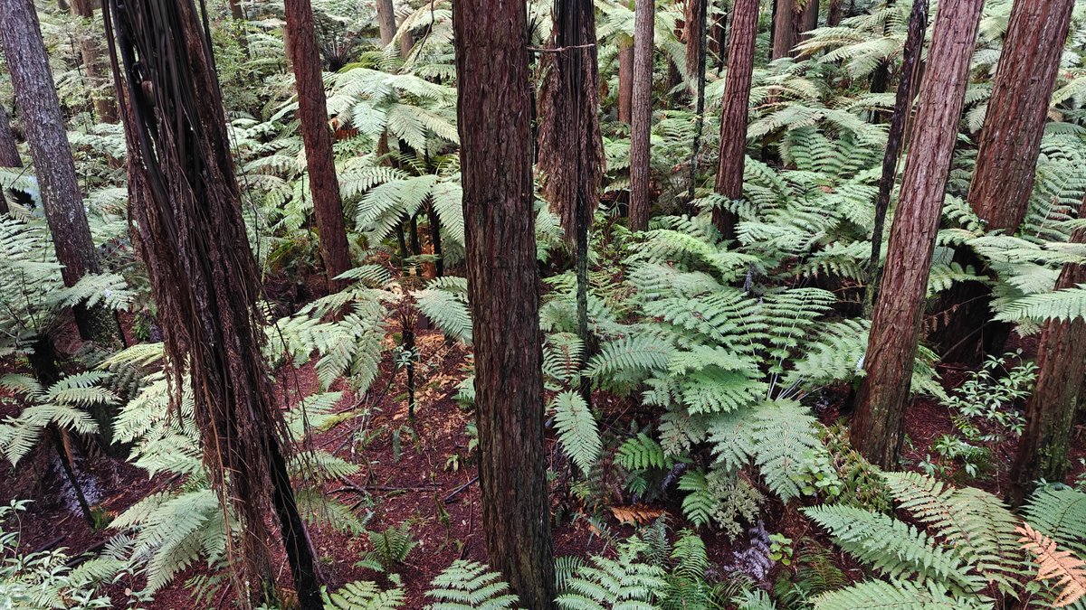 Tree ferns beneath the redwoods