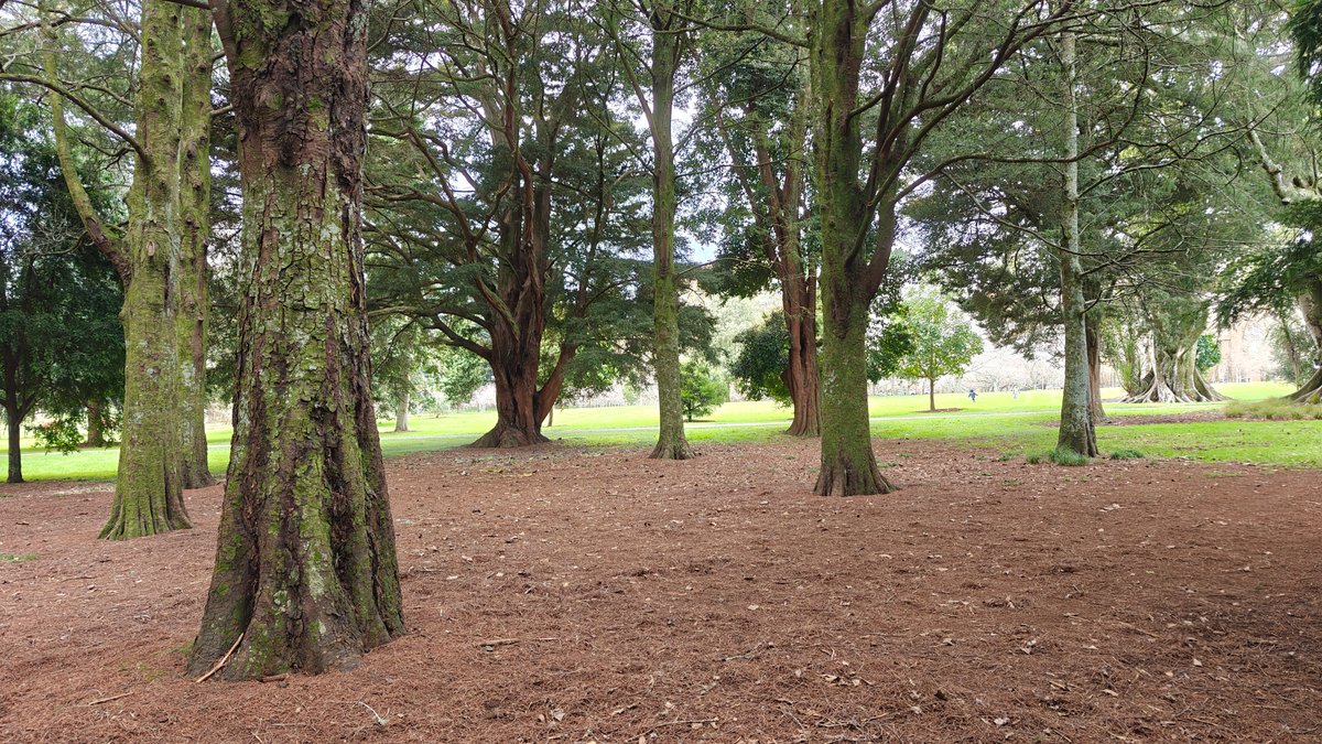 Tree trunks with their mulch rings set into