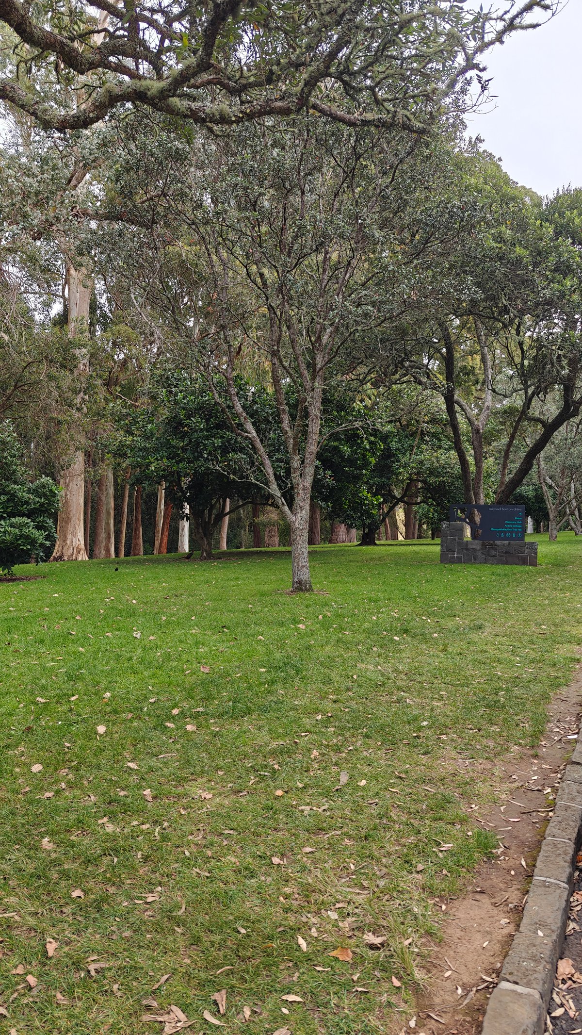 Trees and lawn with a bench set at