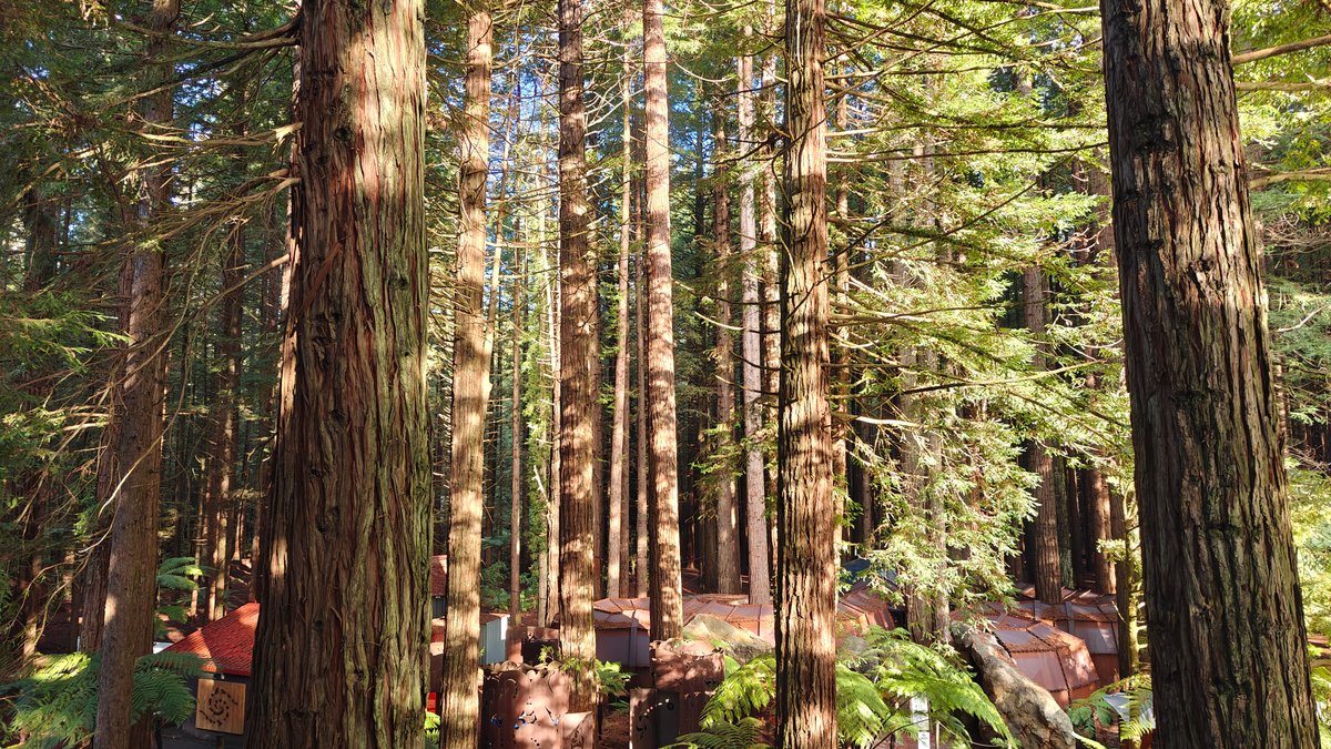 Treewalk bridges through the forest