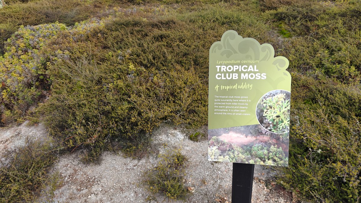 Tropical club moss beside the steam