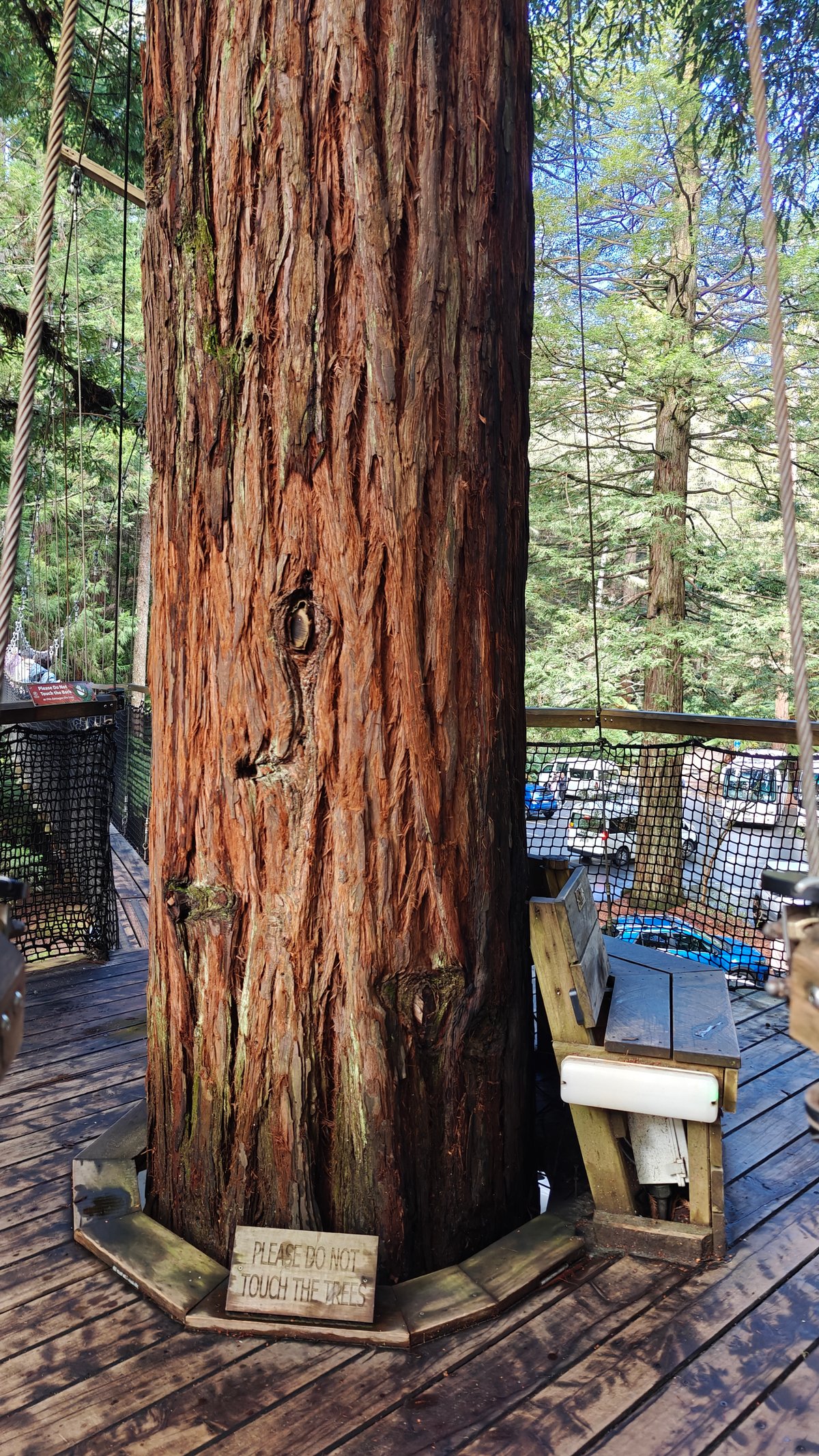 Trunk rising through the platform