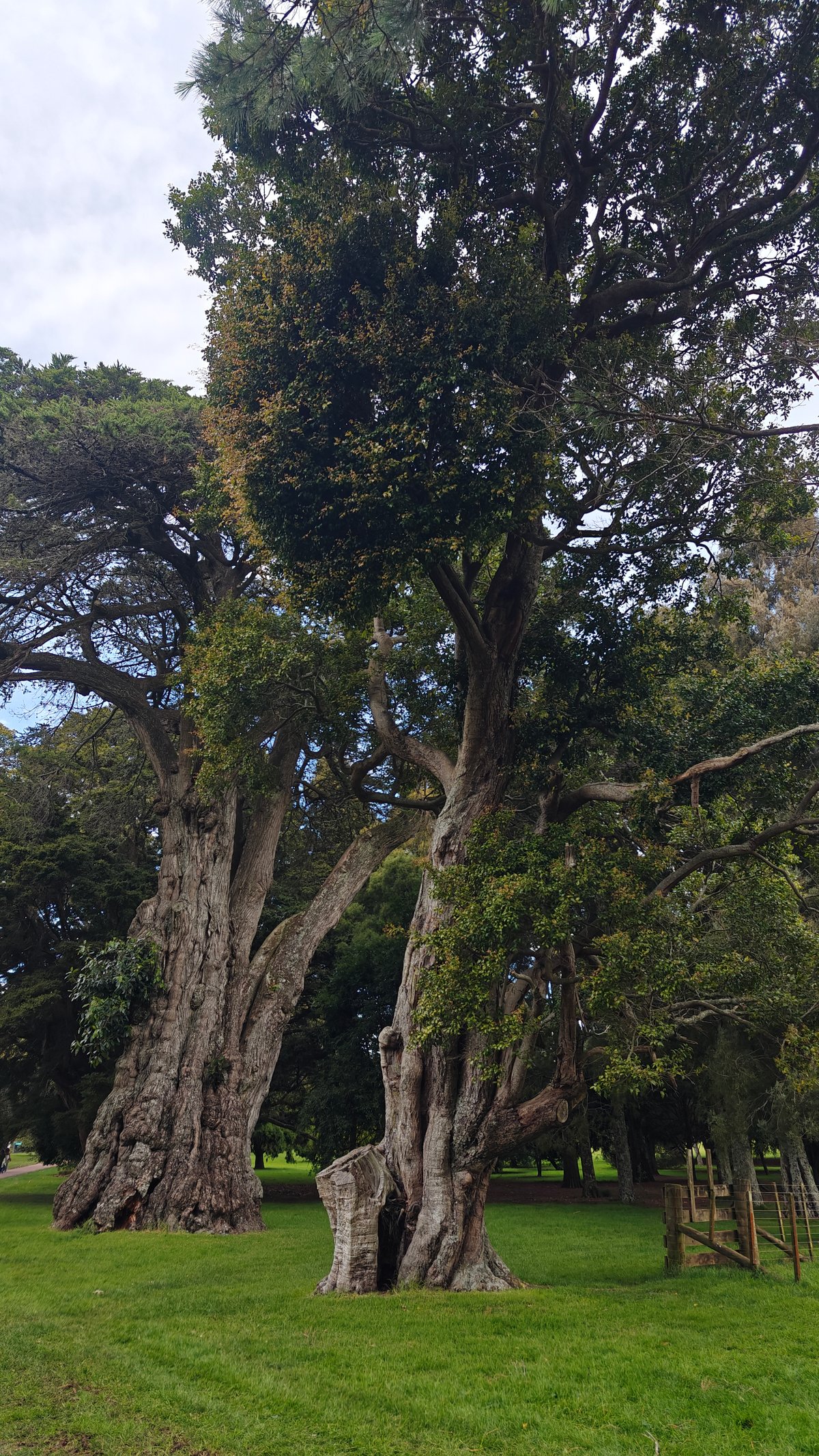 Twisting trunk of leaning tree