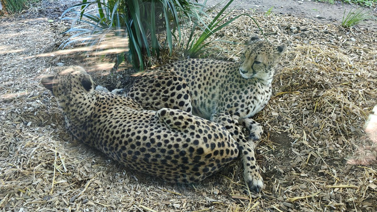 Two cheetahs lying in the grass