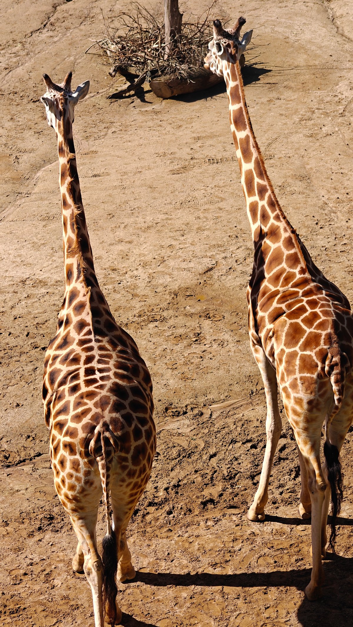 Two giraffes standing side by side