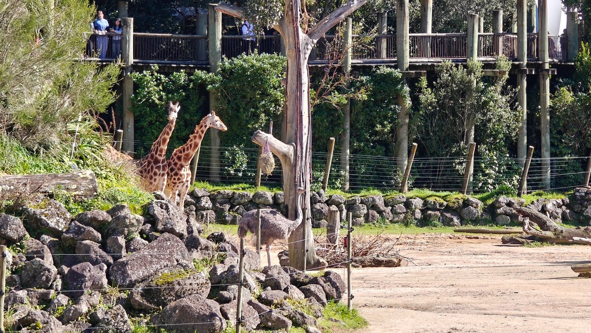 Two giraffes standing with the visitor building behind