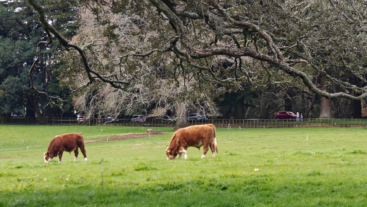 Two Herefords among blossom trees