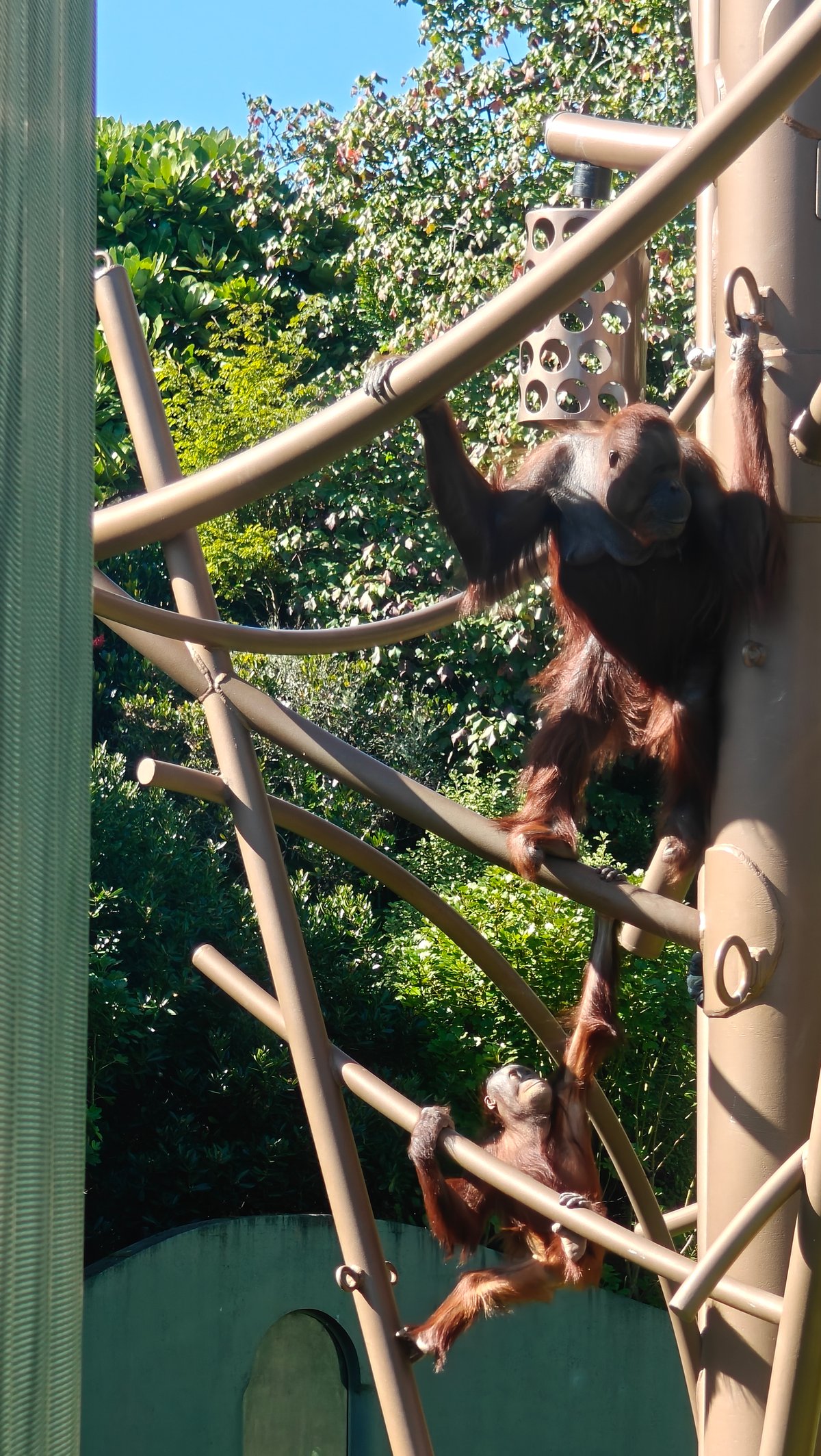 Two orangutans sharing the frame