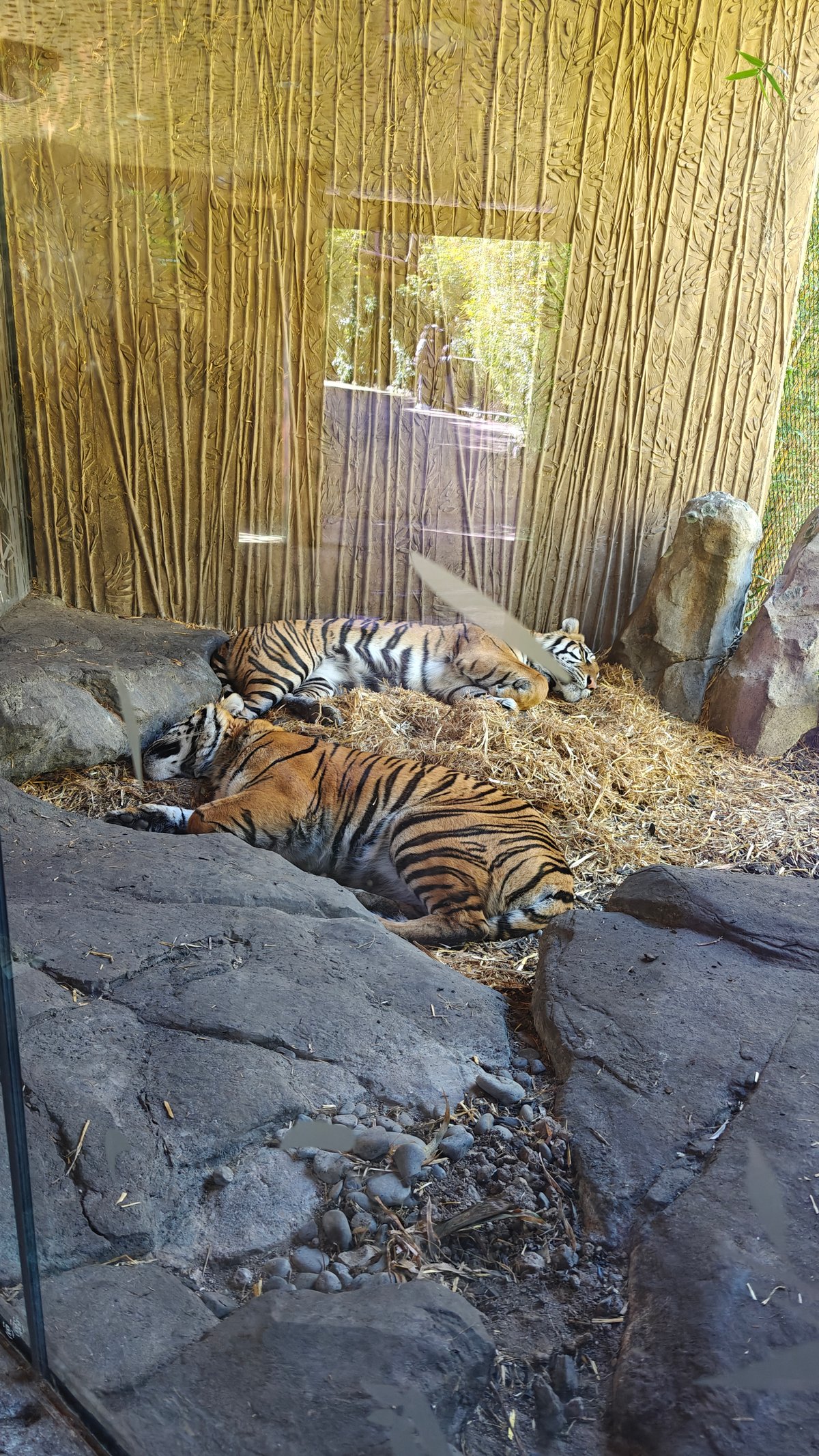 Two tigers resting on rocks
