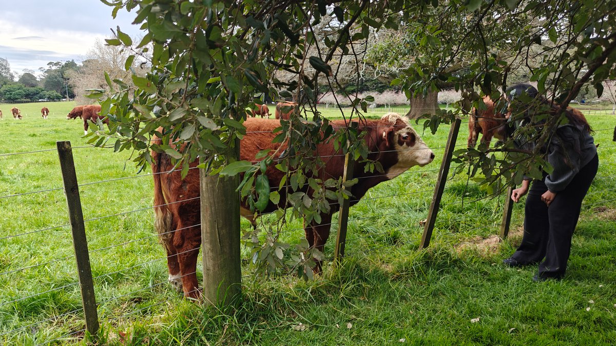 Visitor meeting a Hereford up close