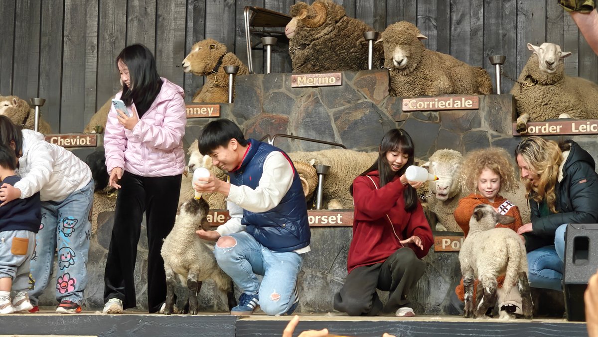 Visitors bottle-feeding lambs on stage