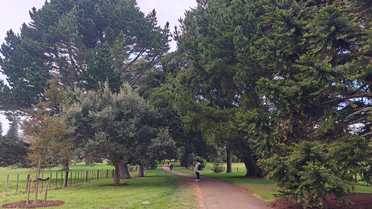 Visitors on a tree-lined path