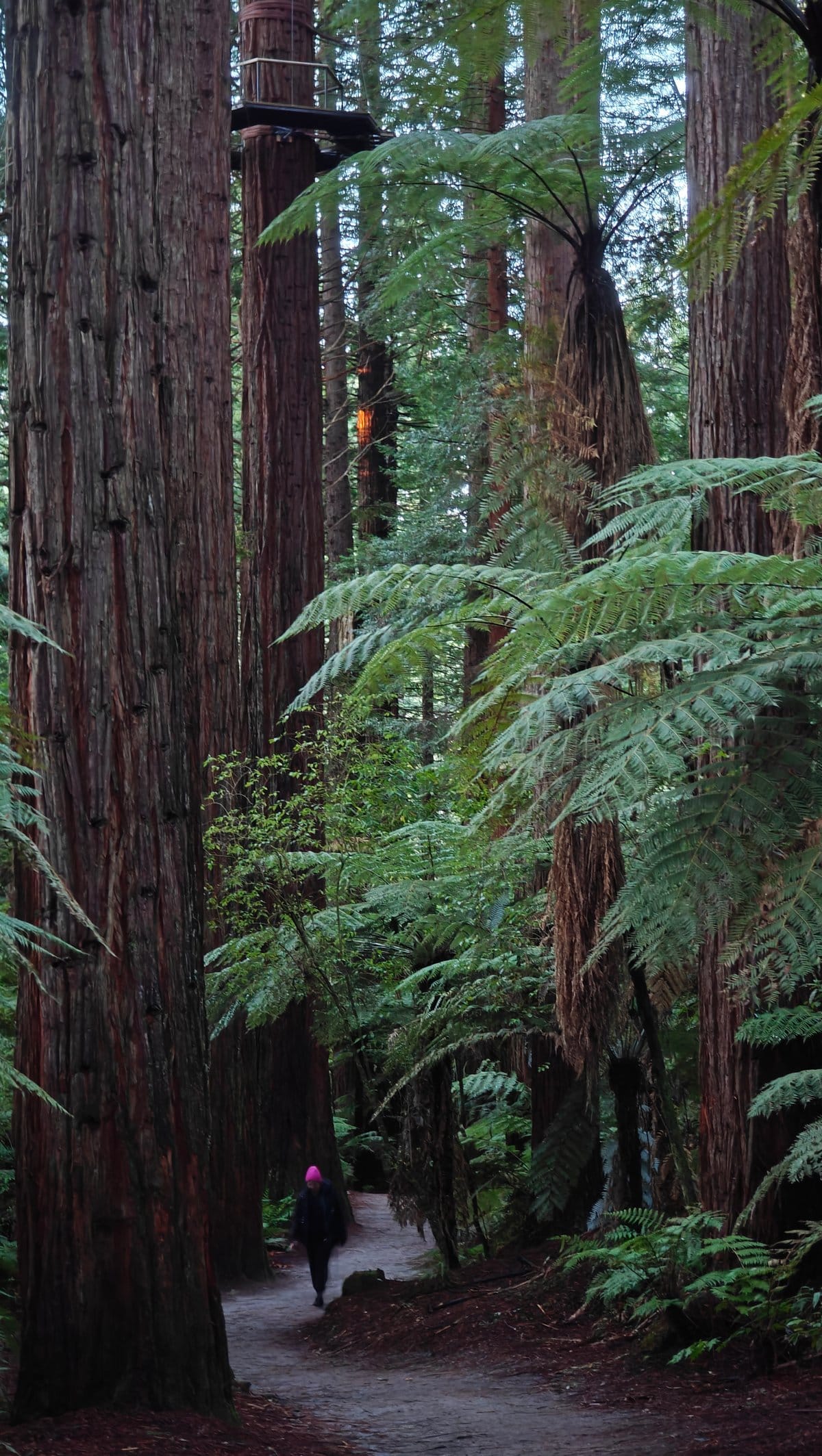Walker dwarfed by the redwoods