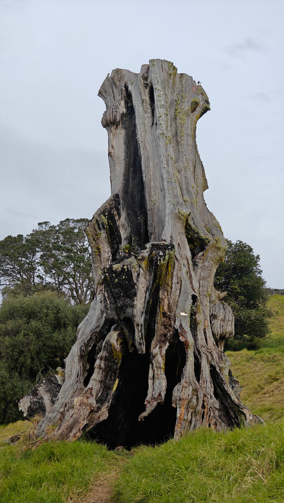 Weathered stump of the famous tree