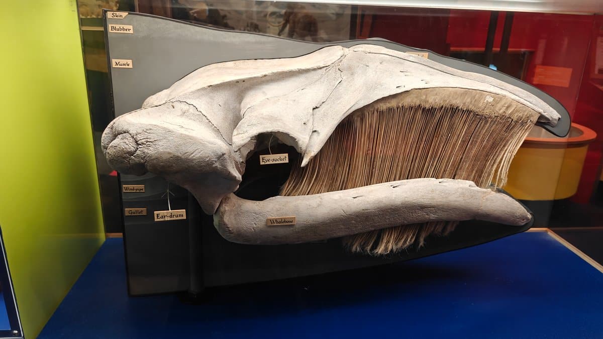 Whale skull displayed on its plinth