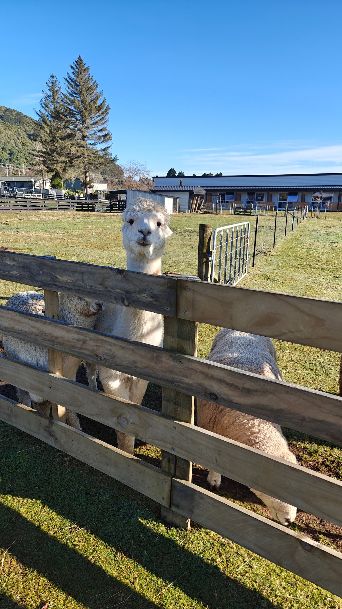 White alpaca peering over the fence