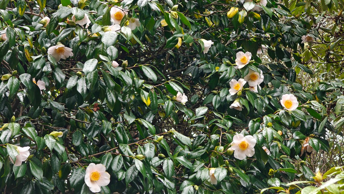 White camellia blooms with yellow centres among the