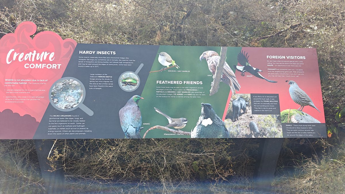 Wildlife surviving the geothermal heat