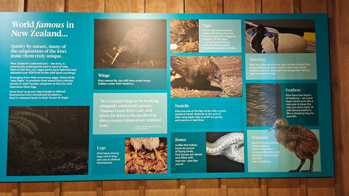 World famous kiwi interpretive panel