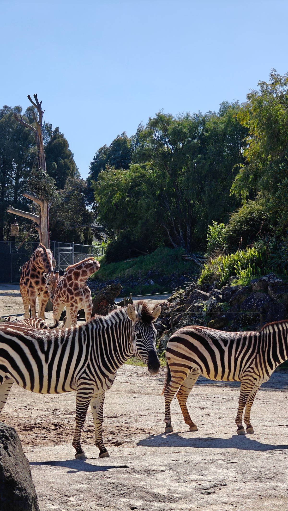 Zebras and giraffes sharing the enclosure.