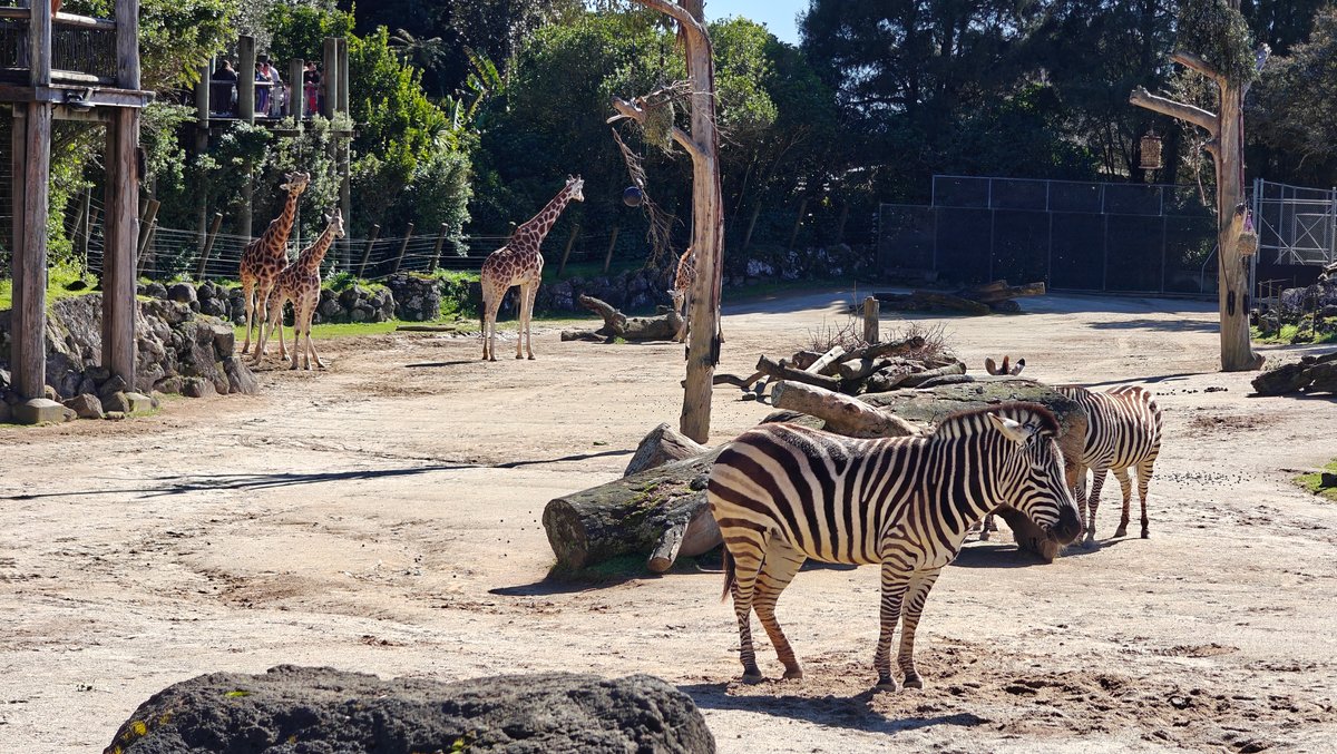 Zebras out on the sand with a rock
