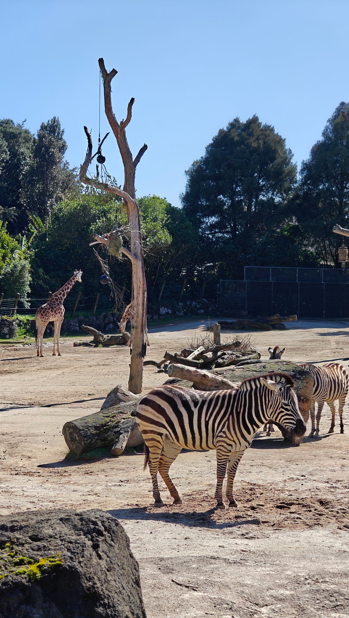 Zebras standing in the savannah beside a dead